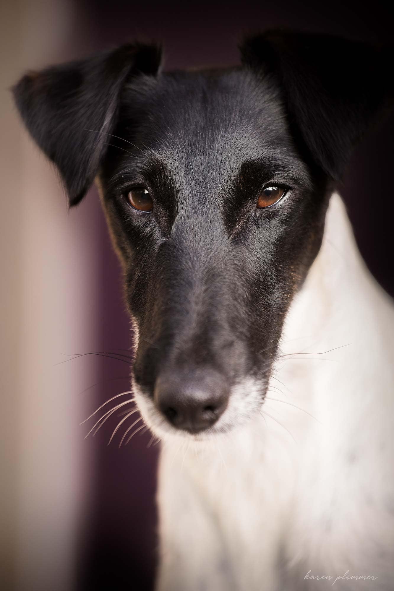 Misty-black and white fox terrierhead