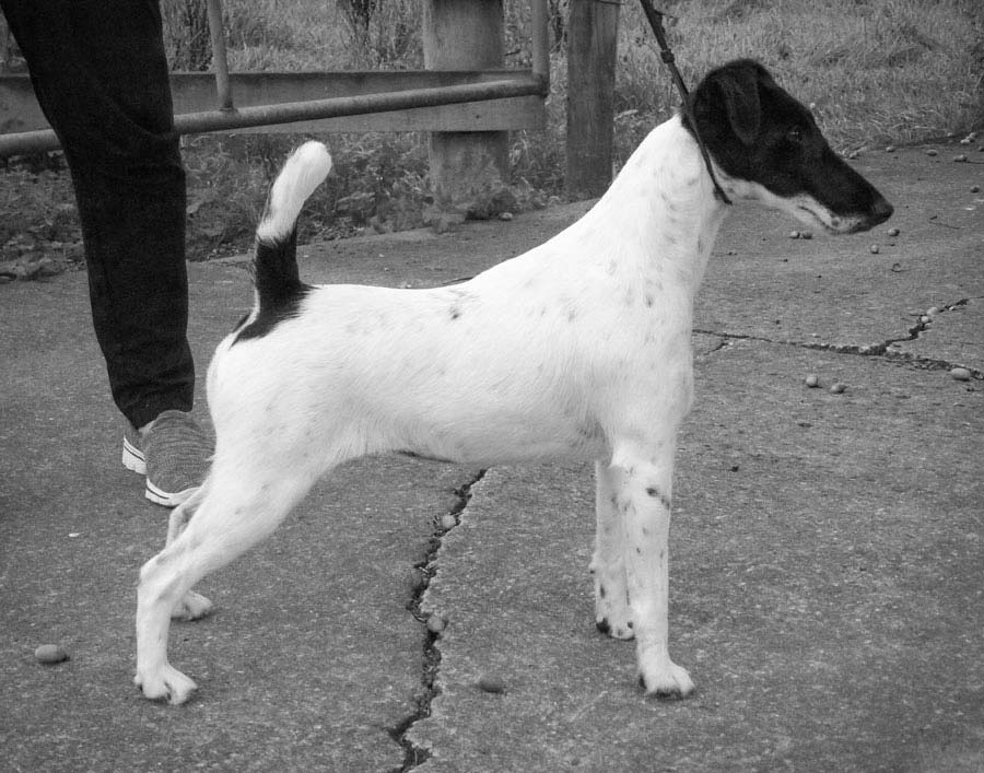 Misty-black and white smooth fox terrier in show stance