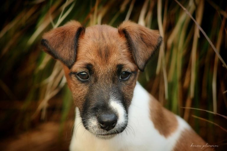 Ollie-tan and white smooth fox terrier baby puppy