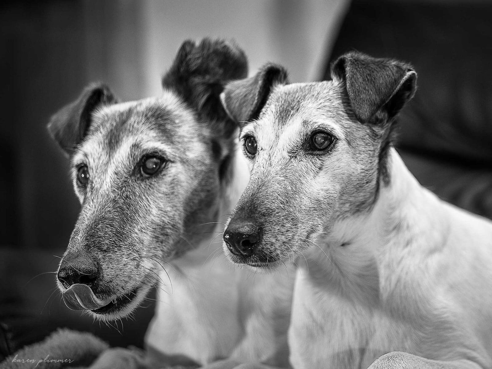 Piper and Havoc - smooth fox terrier portraits
