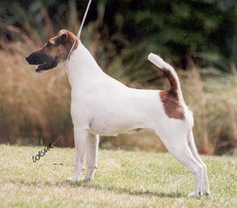 Piper-tan and white smooth fox terrier in show stance