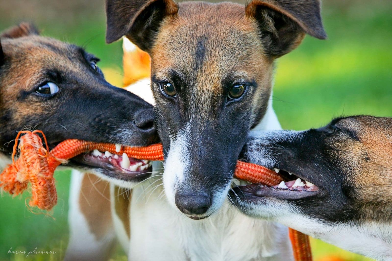Roxy, Jaffa and Boris - smooth fox terriers playing with orange rope toy