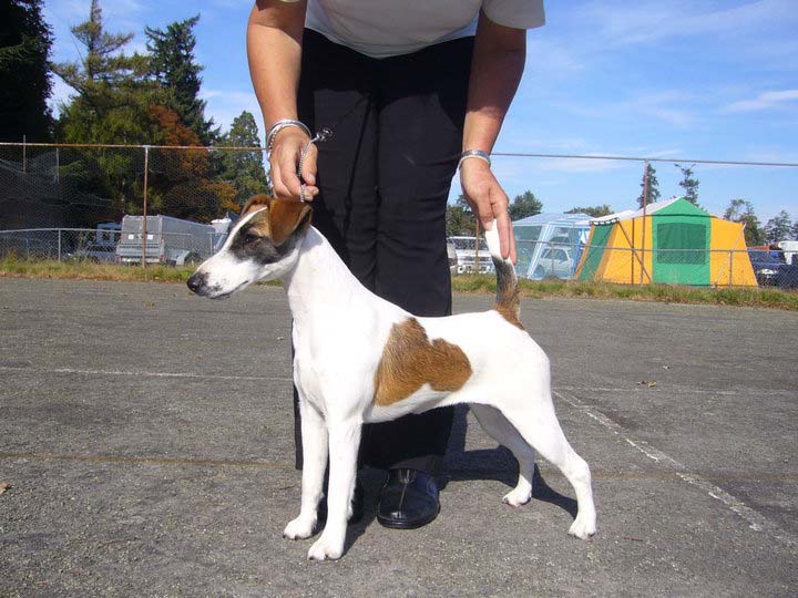 Shiraz-Smooth fox terrier in show stance