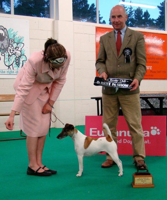 Shylo winning Best In Show at Fox Terrier Club