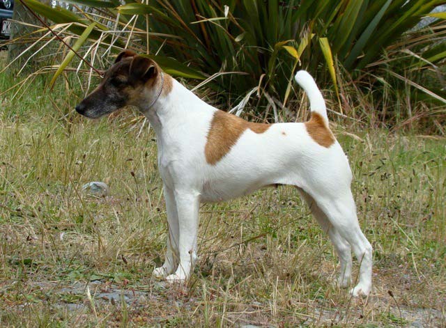 Shylo - smooth fox terrier in show stance
