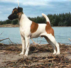 Cosmo-tan and white smooth fox terrier in show stance at beach