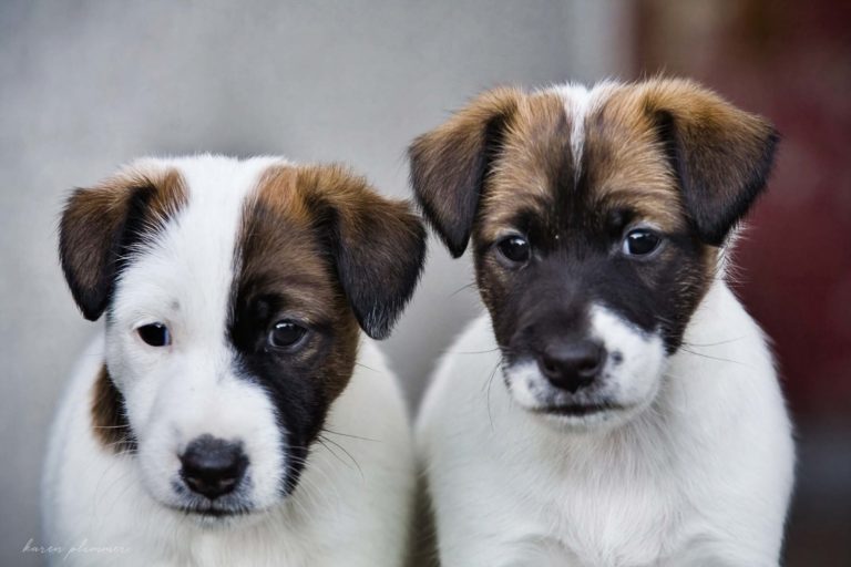 Tan and white smooth fox terrier baby puppies