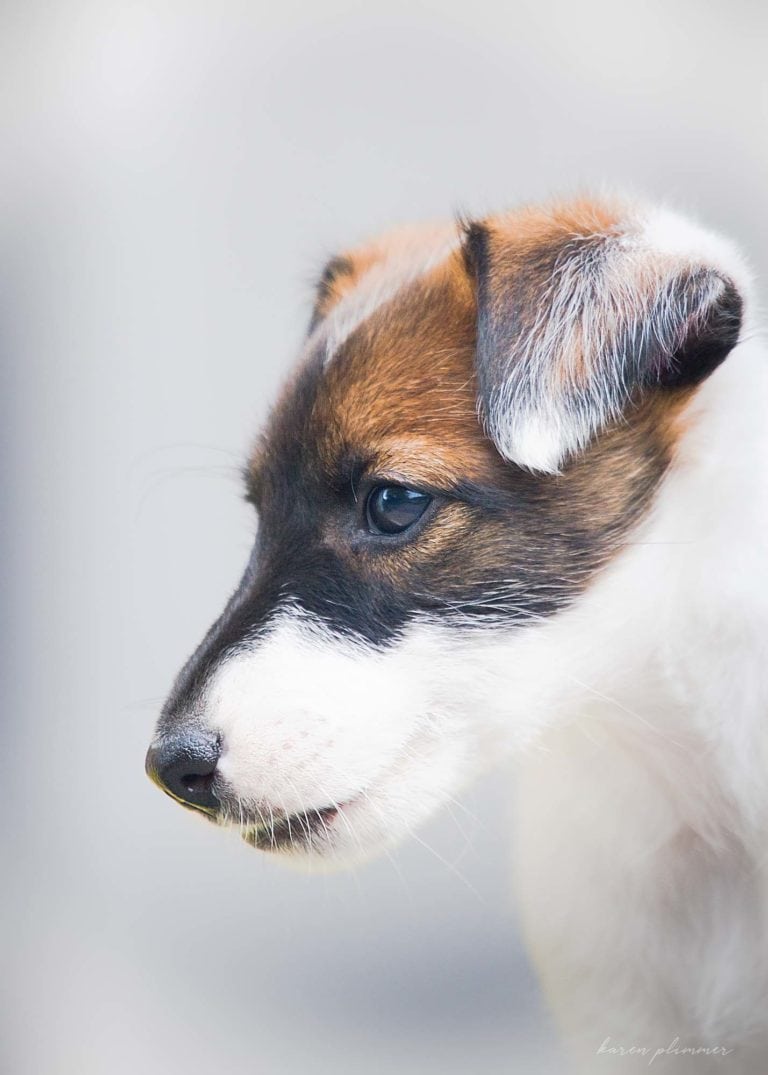 Tan and white smooth fox terrier puppy potrat