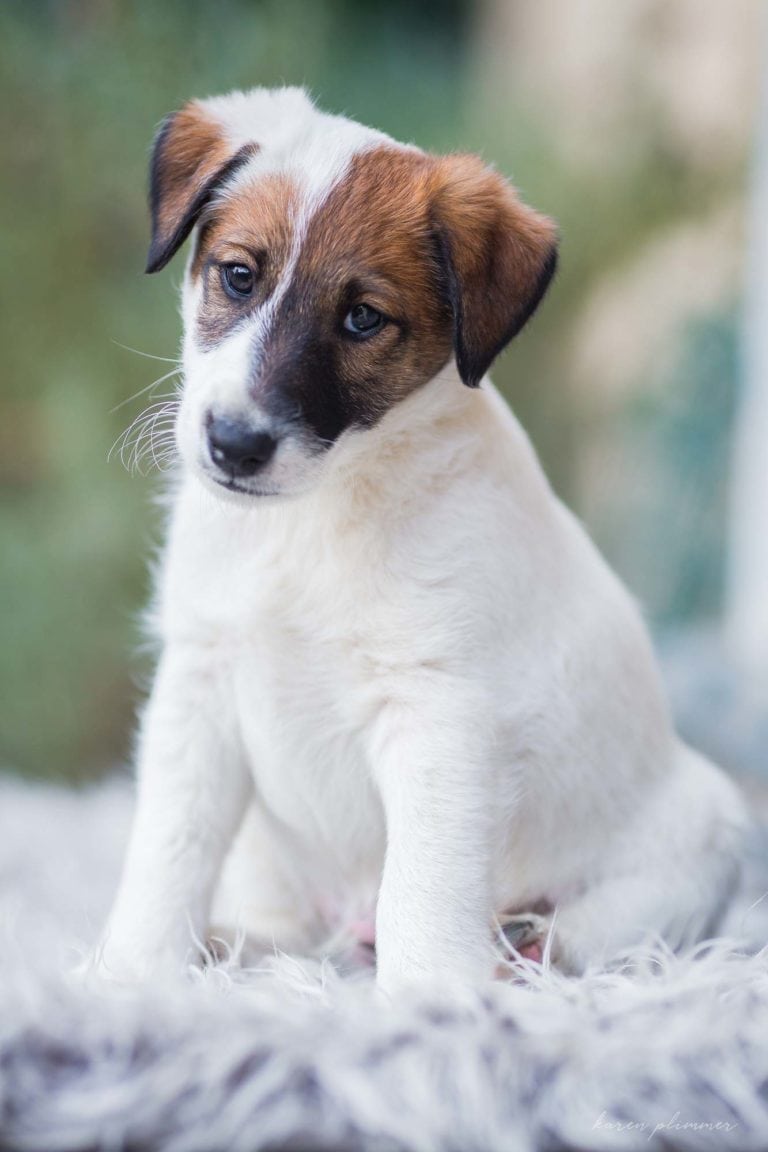 tan and white fox terrier puppy sitting