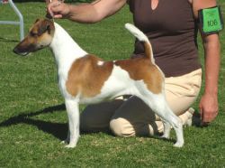Texas-tan and white smooth fox terrier in show stance