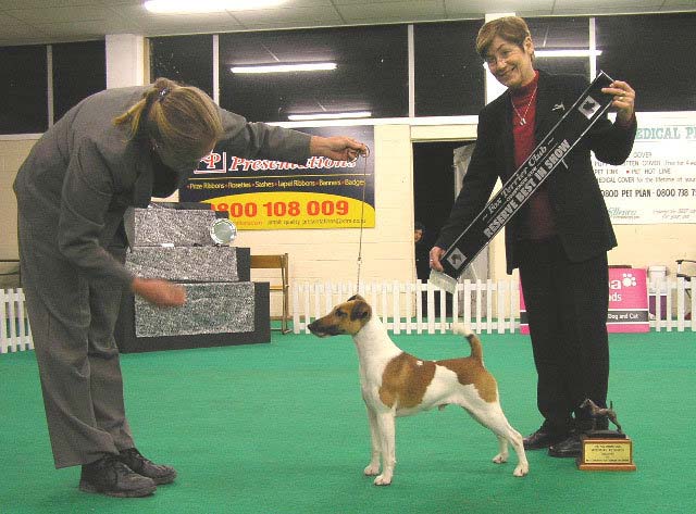 Texas-tan and white smooth fox terrier winning Reserve Best In Show