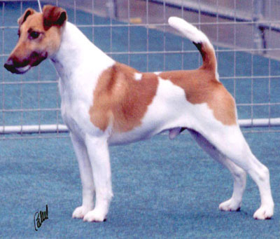 Texas-tan and white smooth fox terrier in show stance