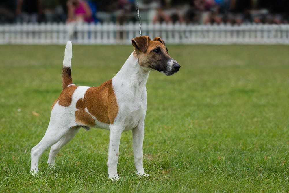 Tyler - tan and white smooth fox terrier in show ring