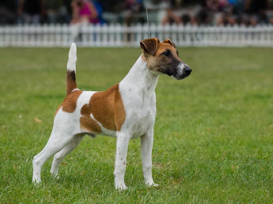 Tyler- tan and white smooth fox terrier