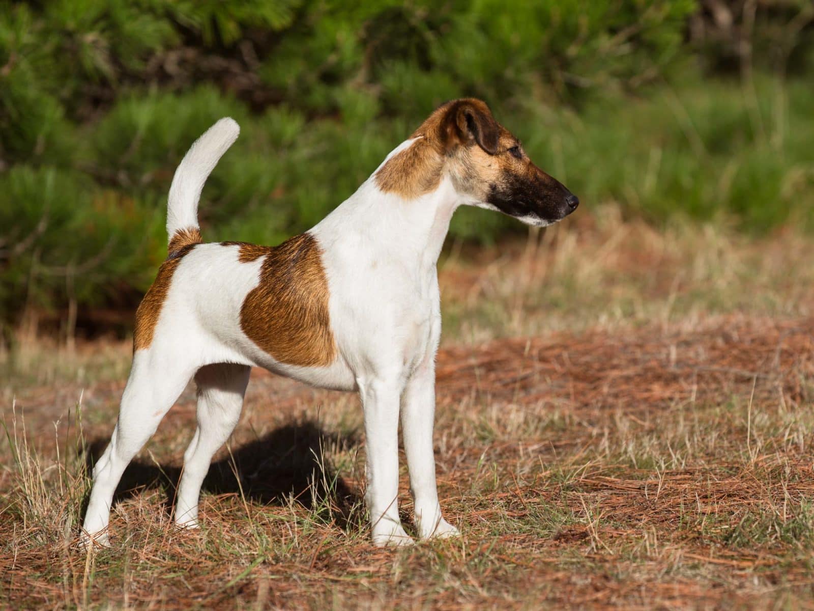 Coco, tan and white smooth fox terrier in show stance